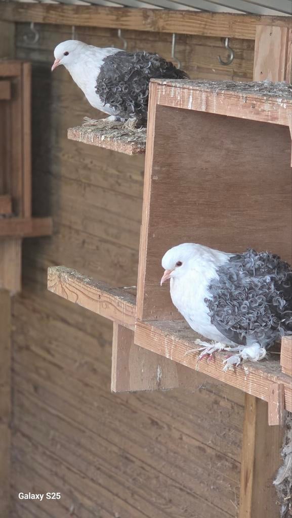 Krulduiven te koop, Dieren en Toebehoren, Meerdere dieren, Eend