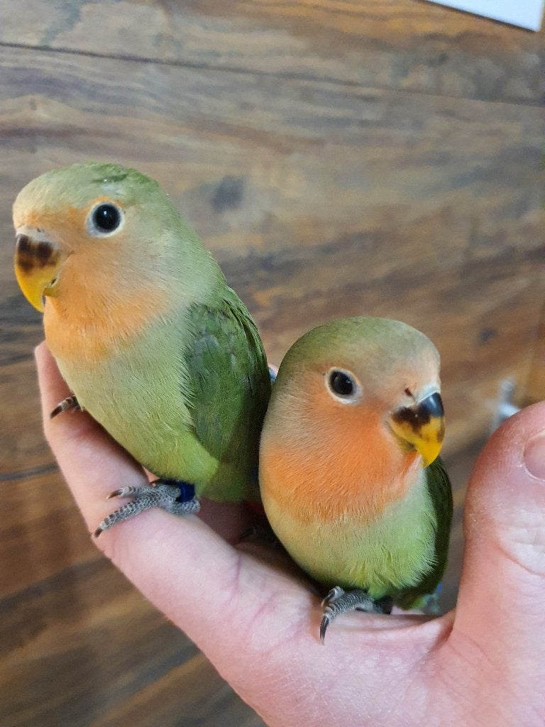 Lieve Agapornissen beschikbaar, Geslacht onbekend, Dwergpapegaai of Agapornis, Geringd