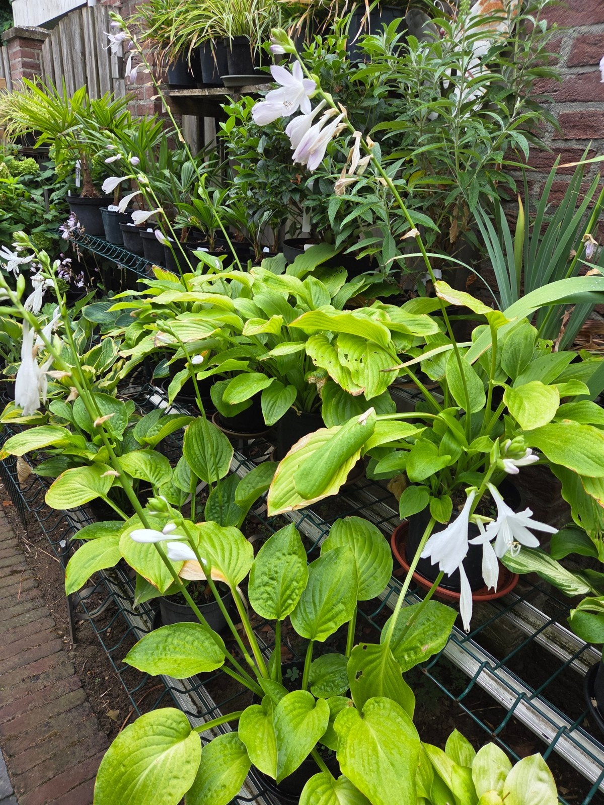 Hosta 'Honey Bells' - Geurende Hartlelie, Vaste plant, Halfschaduw, Zomer, Ophalen