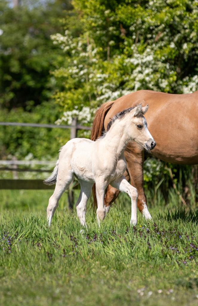 Talentvol Duitse rijpony merrieveulen, Dieren en Toebehoren, Merrie, Met stamboom, Dressuurpony, Niet van toepassing