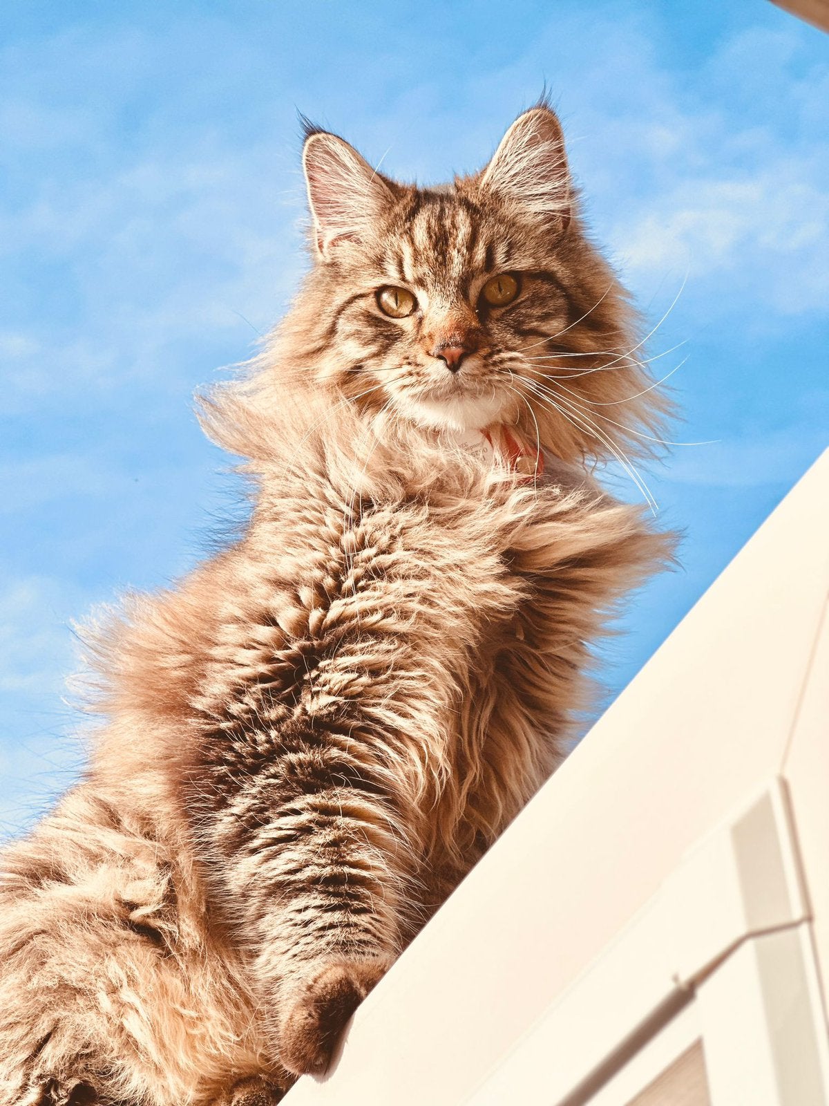 Maine Coon maatje GEZOCHT adoptie. WIE ZOEKT NIEUW BAASJE?, Dieren en Toebehoren, Katten en Kittens | Raskatten | Langhaar, Geslacht onbekend