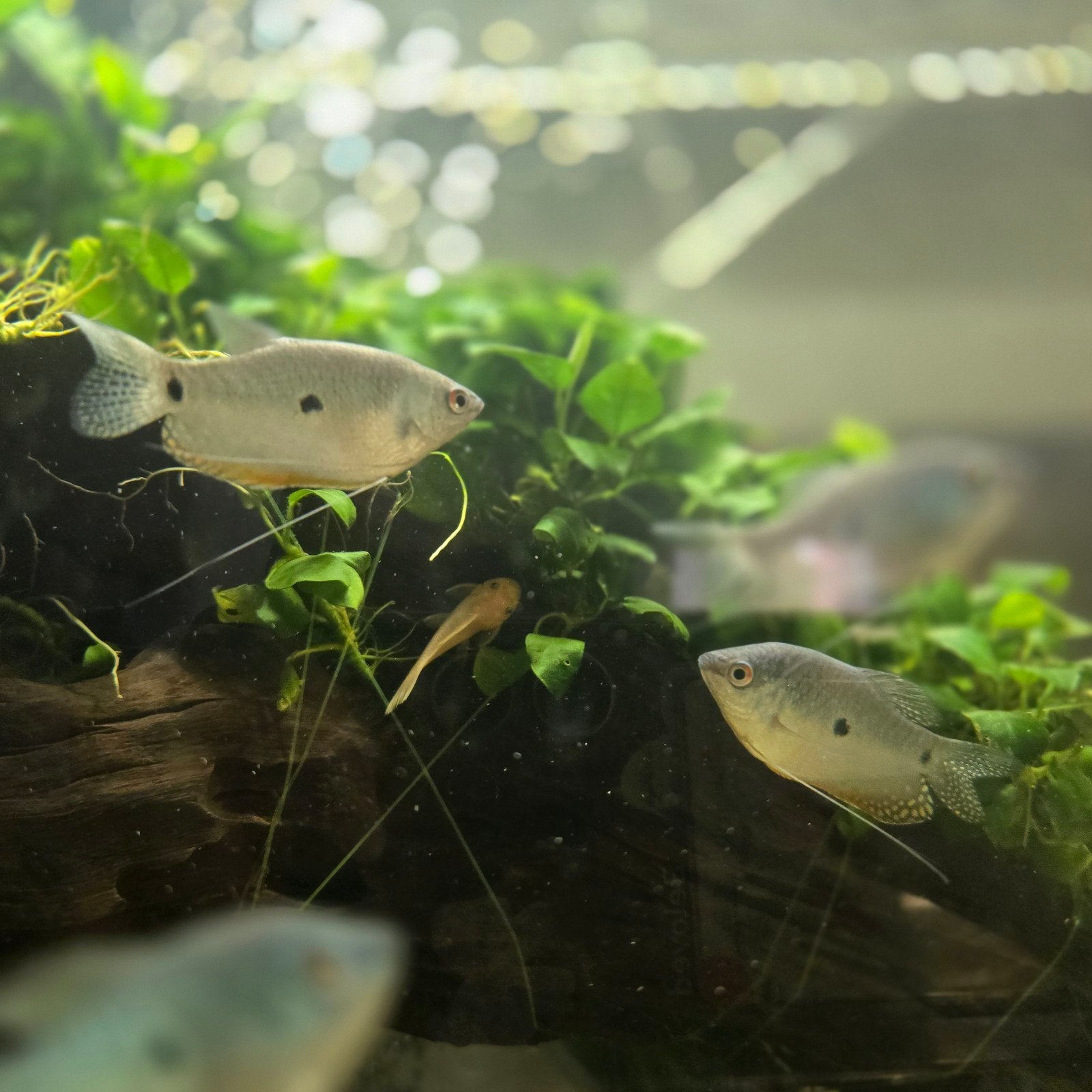 blauwe spat gourami, Dieren en Toebehoren, Vis