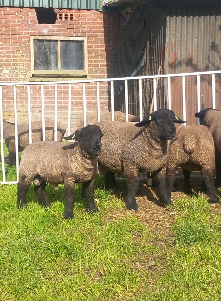 Suffolk stamboek ooilammeren en ramlammeren, Dieren en Toebehoren, Schapen, Geiten en Varkens, Mannelijk, Schaap, 0 tot 2 jaar