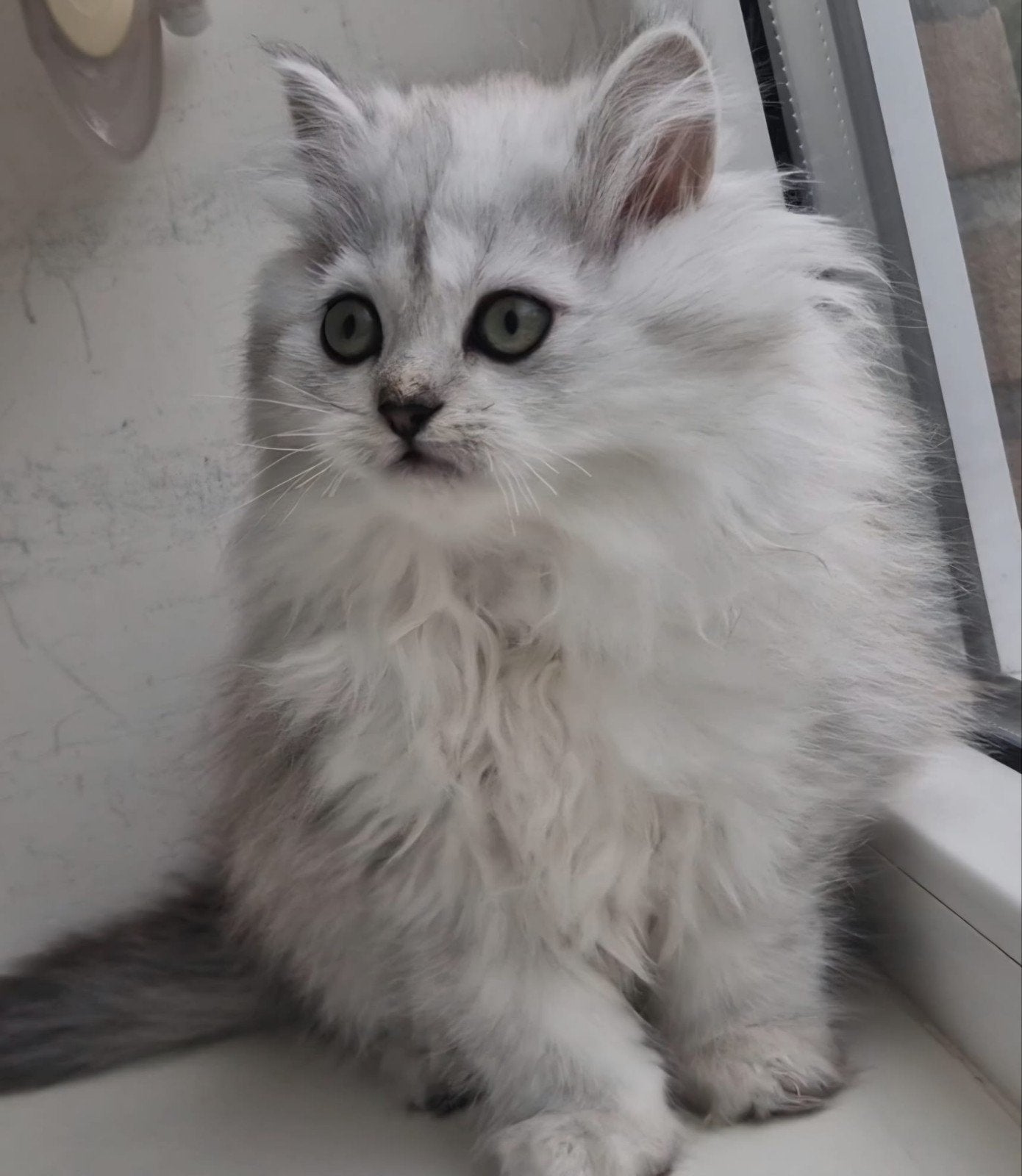 britse met Perzische kittens, Dieren en Toebehoren, Meerdere dieren, Ontwormd, 0 tot 2 jaar