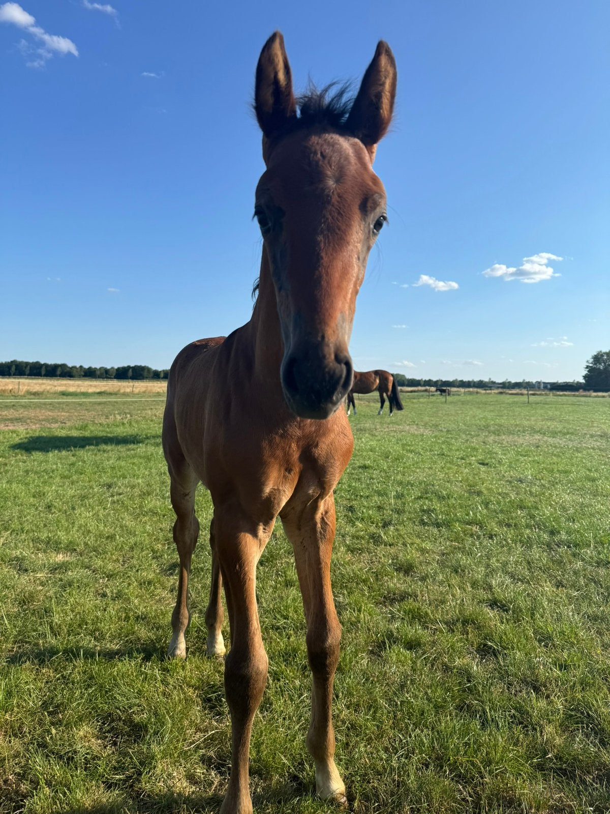 Beschikbaar opfokstal voor merrieveulen, Dieren en Toebehoren, Opfok, 1 paard of pony