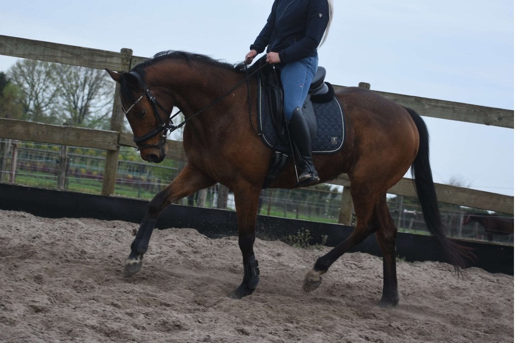Ruiter gezocht!, Gedragstraining