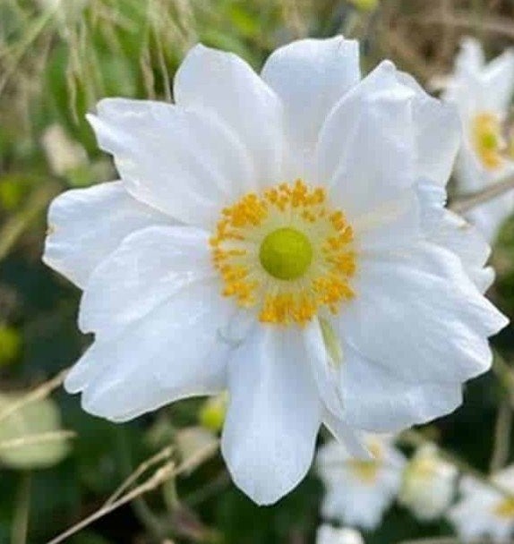 Anemone 'Whirlwind' in P9 pot - Elegante Witte Bloemen, Overige soorten, Vaste plant, Ophalen of Verzenden, Halfschaduw