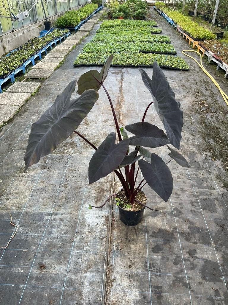 Colocasia Black Magic, Tuin en Terras, Planten | Tuinplanten, Volle zon, Vaste plant, Zomer, Ophalen