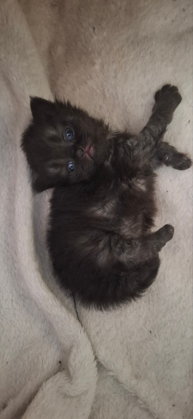 poesje, Poes, Langharig, 0 tot 2 jaar