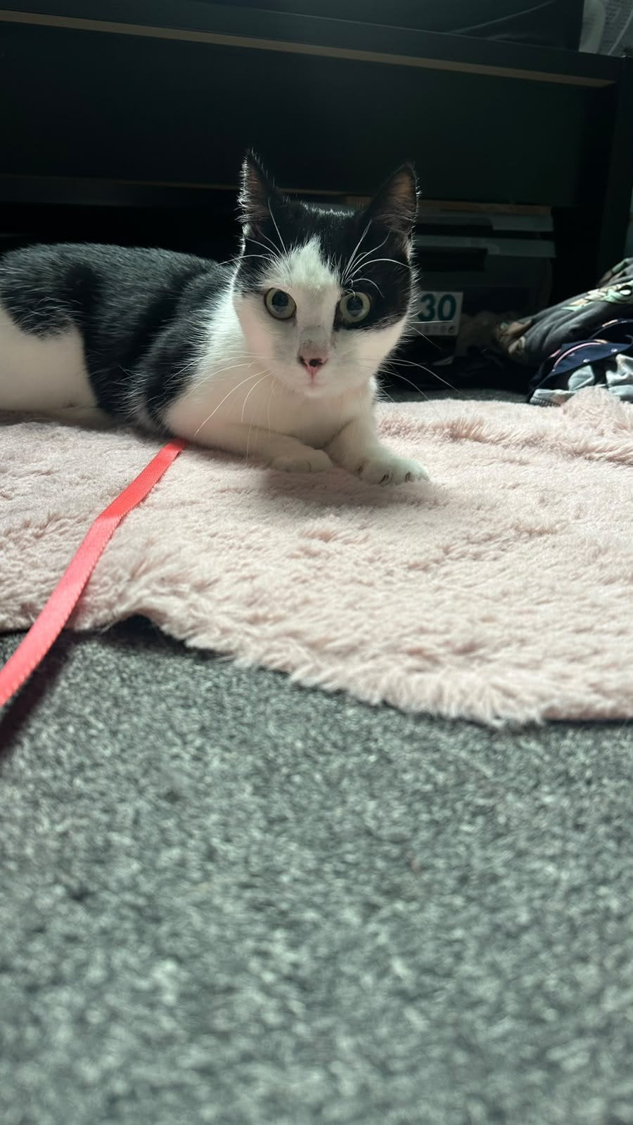Gratis Kat, Dieren en Toebehoren