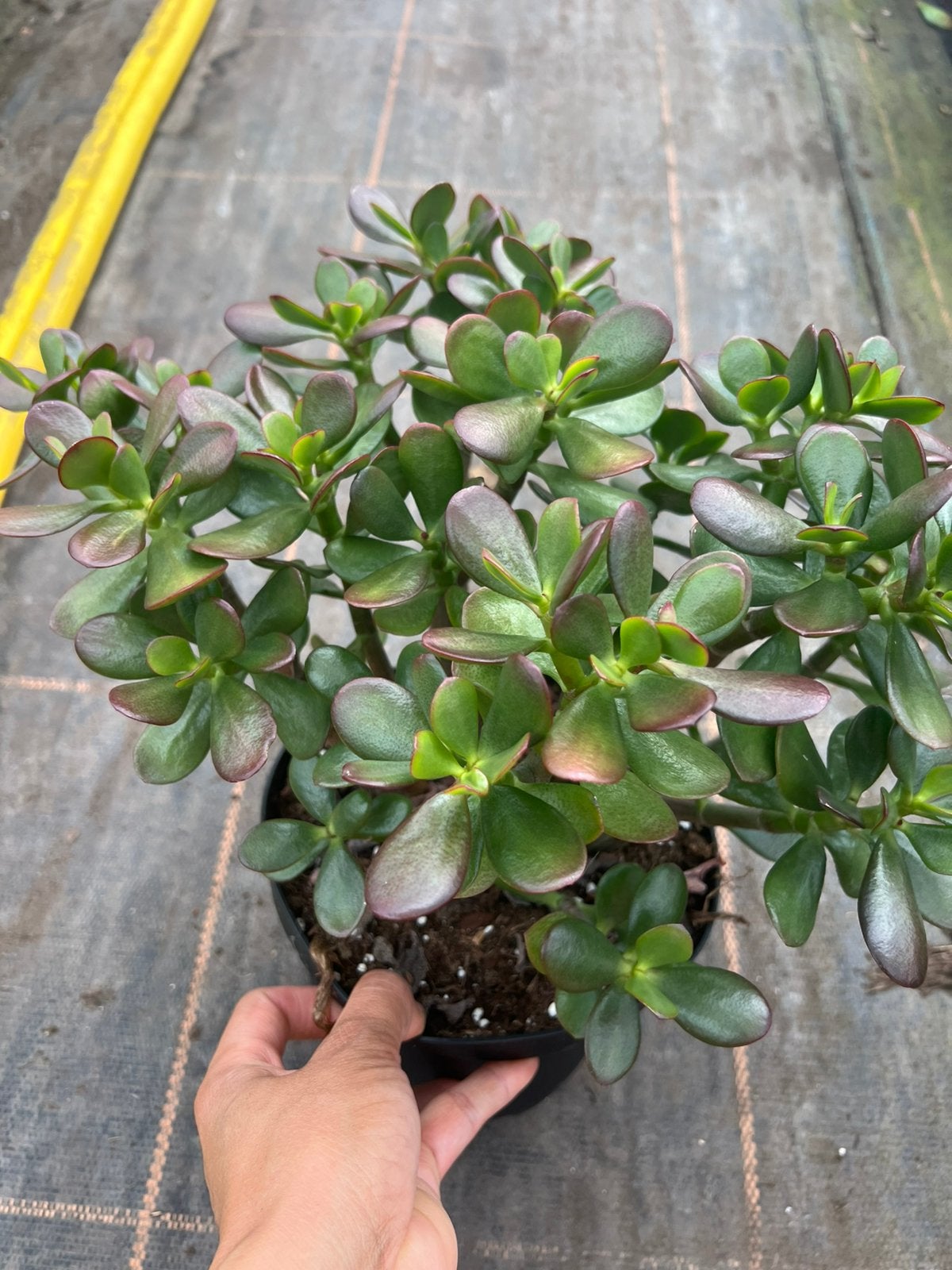Jade plant of money tree pot17cm red tip., Ophalen of Verzenden, Halfschaduw, Minder dan 100 cm