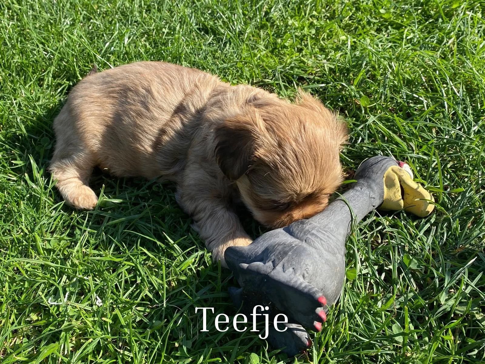 Mooie Boomer Maltezer / Shih Tzu pups zoeken een lief thuis, Parvo, Maltezer, 8 tot 15 weken, Meerdere