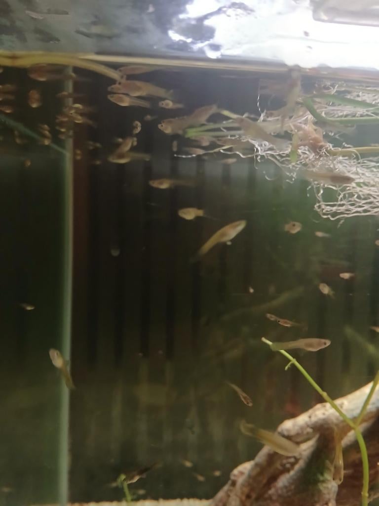 Jonge Guppies, Vis