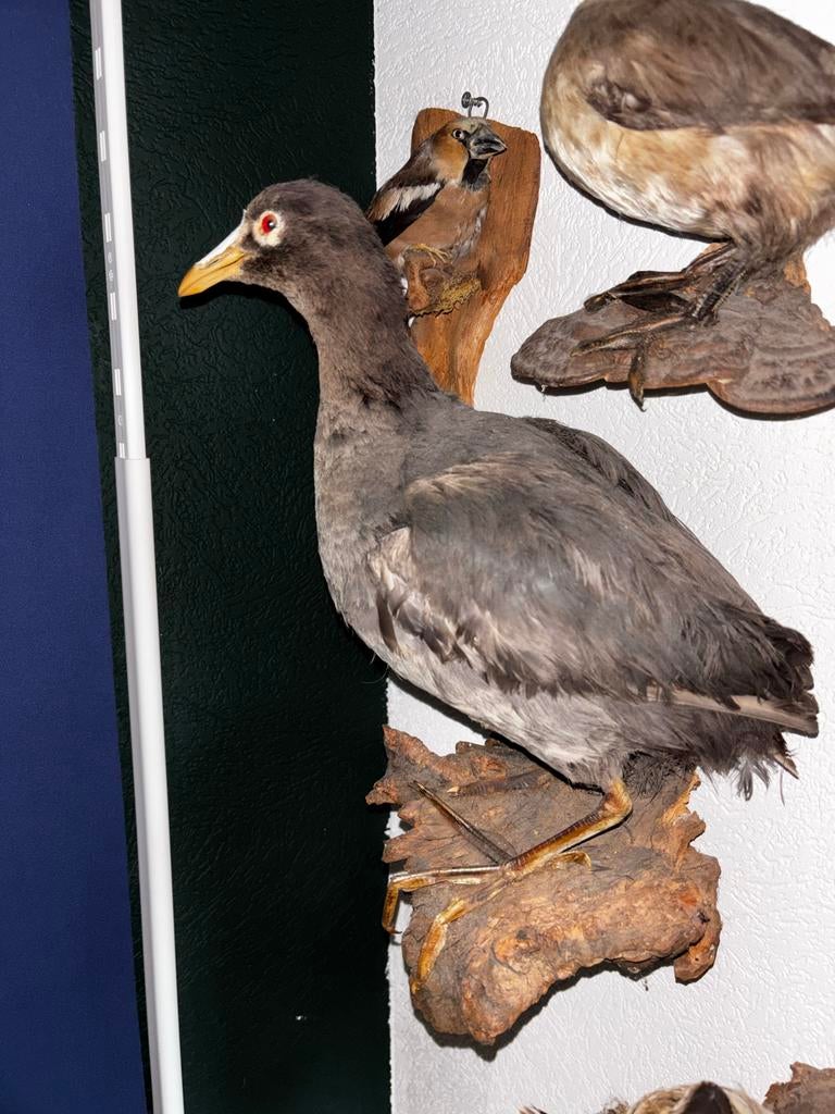 Opgezette Meerkoet - Prachtige Decoratie, Ophalen of Verzenden