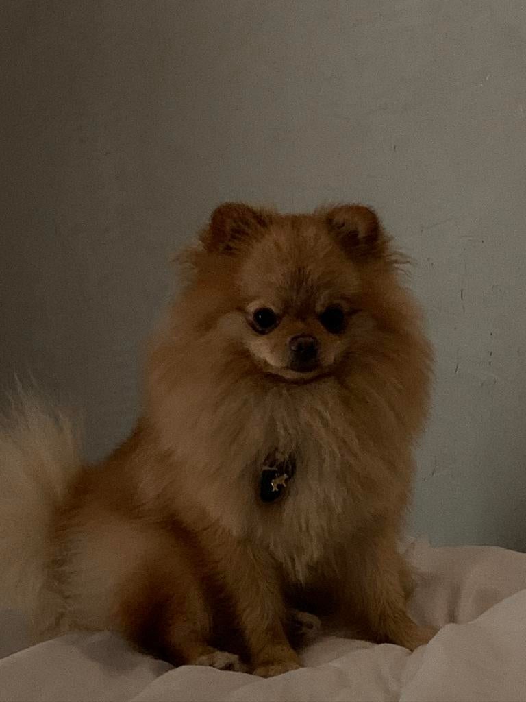 Pomeriaan dekreu ( niet te koop), 1 tot 2 jaar, Parvo, Eén hond, Nederland