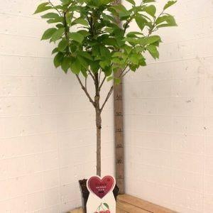 kersenboom in pot, Minder dan 100 cm, Volle zon, In pot, Overige soorten