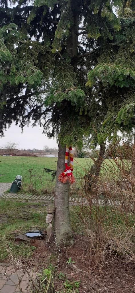 Oeteldonkse kerstboom, Ophalen of Verzenden, Volle zon, Overige soorten