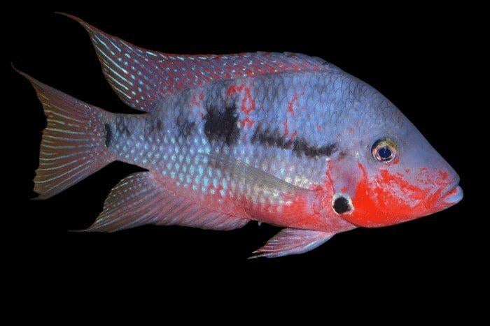 Midden Amerikaanse Cichliden: Thorichthys meeki, Dieren en Toebehoren, Vis, Zoetwatervis