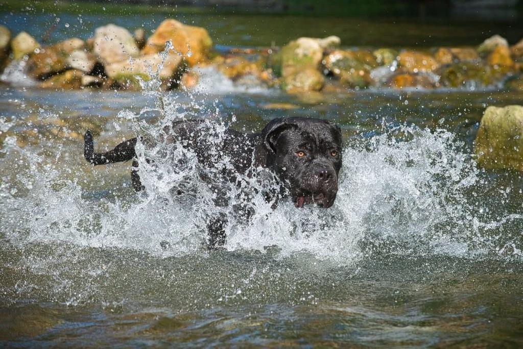 Dekreu Cane Corso beschikbaar, België, Particulier, Reu, Parvo
