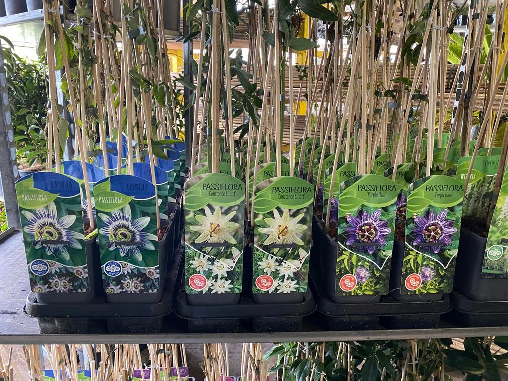 Passiflora ‘passiebloem’, Tuin en Terras, Planten | Tuinplanten, Ophalen, Overige soorten, Volle zon