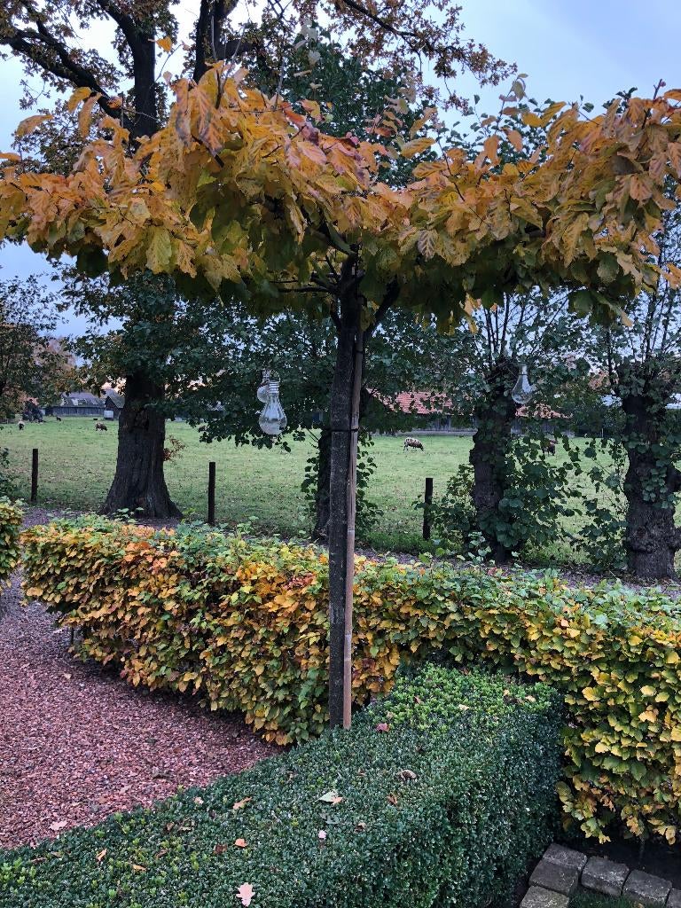 Dak boom, Dak Parrotia, IJzerhout, DE MOOISTE DAK BOOM, Tuin en Terras, Planten | Bomen, Winter, Dakboom, 250 tot 400 cm, Ophalen