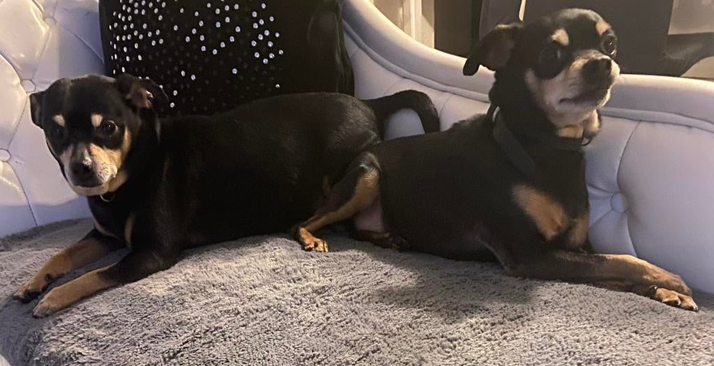 Honden pinchers, 6 jaar of ouder, Rabiës (hondsdolheid), Meerdere, Nederland