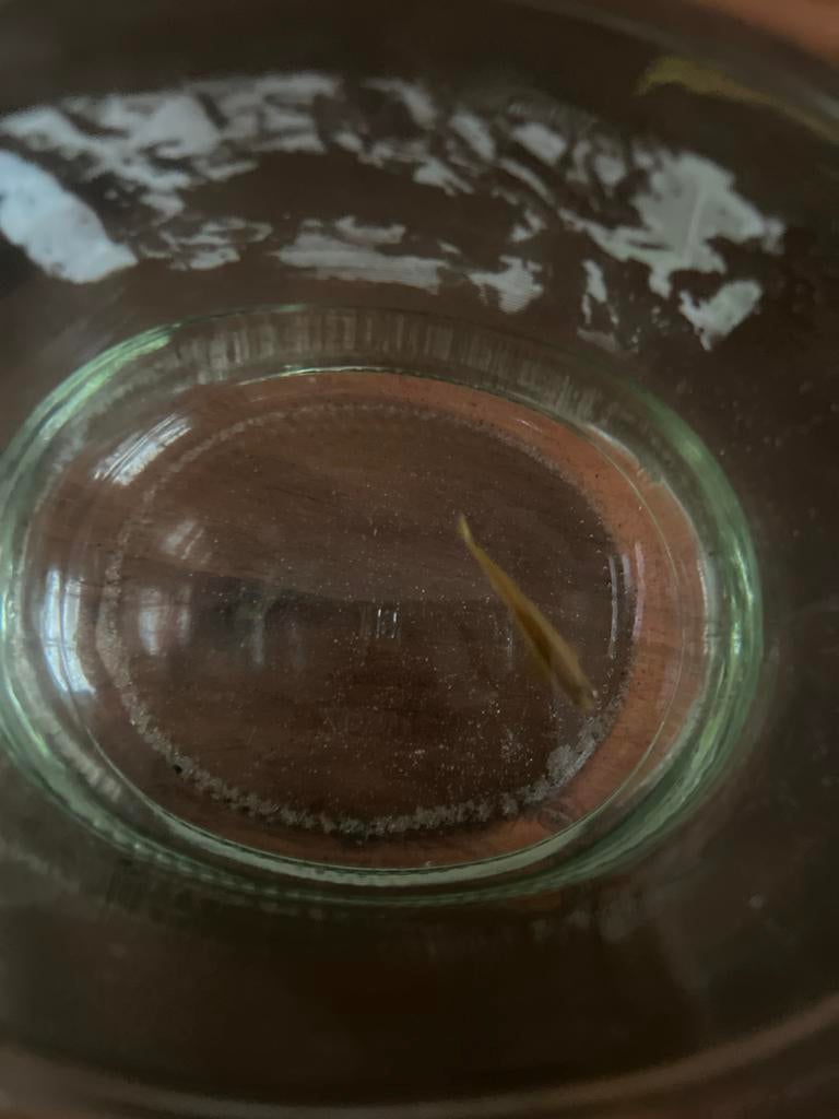 Danio vis, Vis