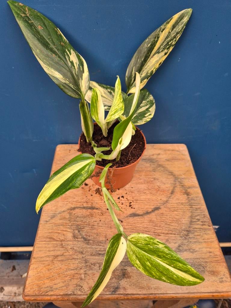 Monstera Standleyana Variegata p12 (4), Huis en Inrichting, Kamerplanten, Ophalen of Verzenden, Halfschaduw, Minder dan 100 cm