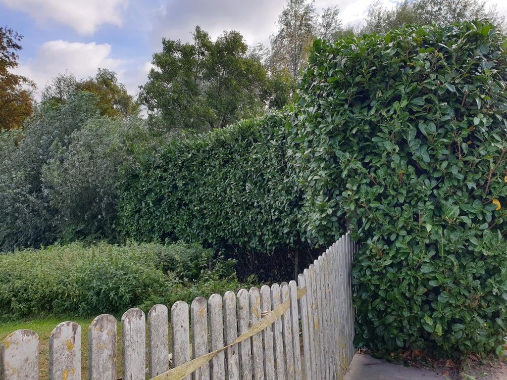 Hovenier, Diensten en Vakmensen, Tuinmannen en Stratenmakers, Tuinonderhoud of Snoeiwerk