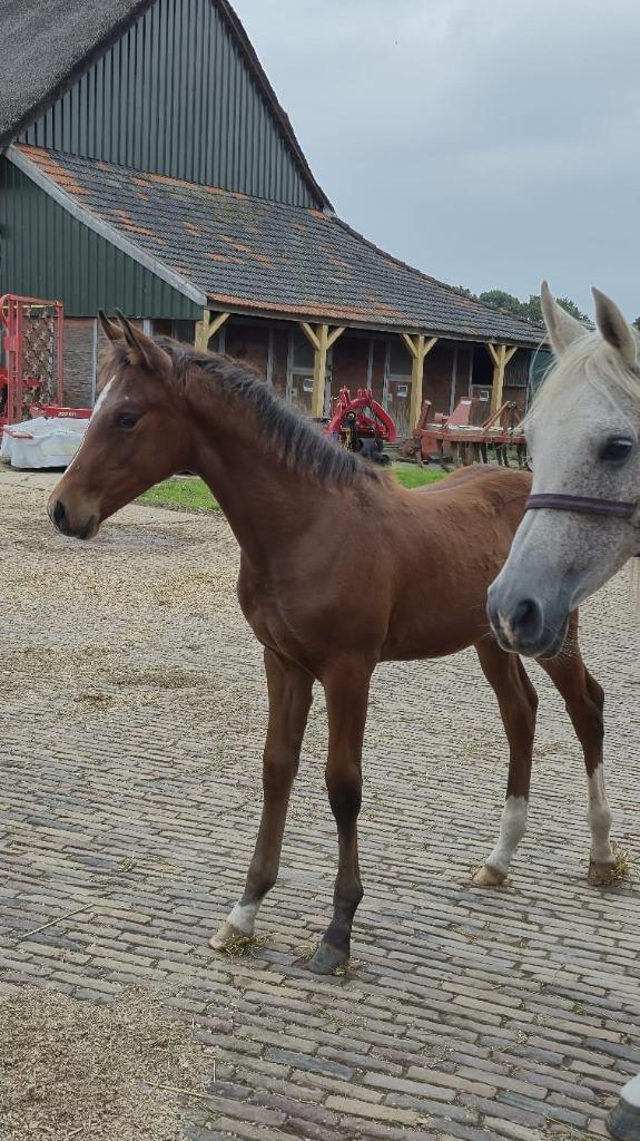 Te koop: Mooi elegant hengstveulen, Dieren en Toebehoren, Springpaard, Met stamboom, 0 tot 2 jaar, Hengst