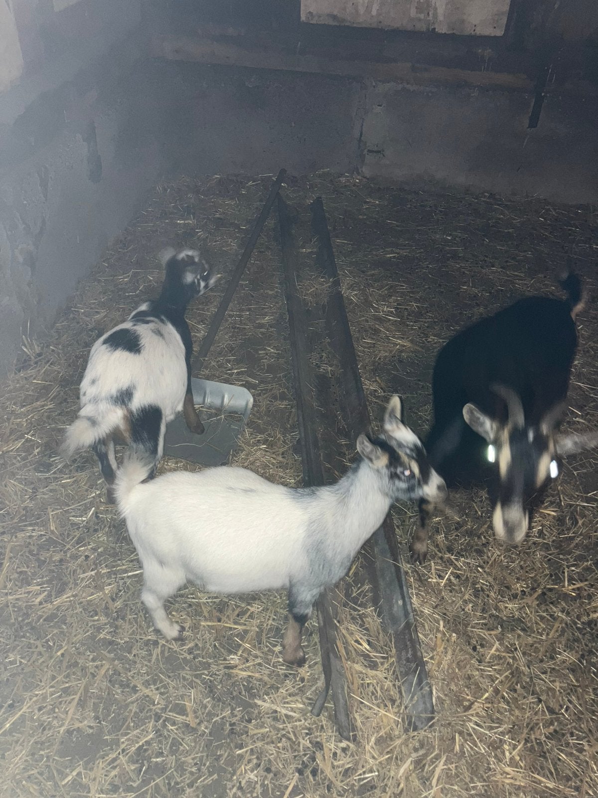 Dwerggeiten, Dieren en Toebehoren, Schapen, Geiten en Varkens, Vrouwelijk, Schaap