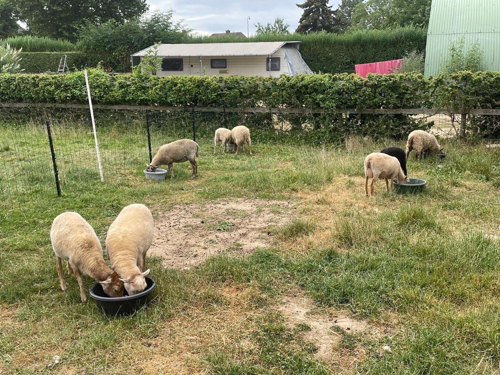 Ouessanten Quessanten, Meerdere dieren, Schaap