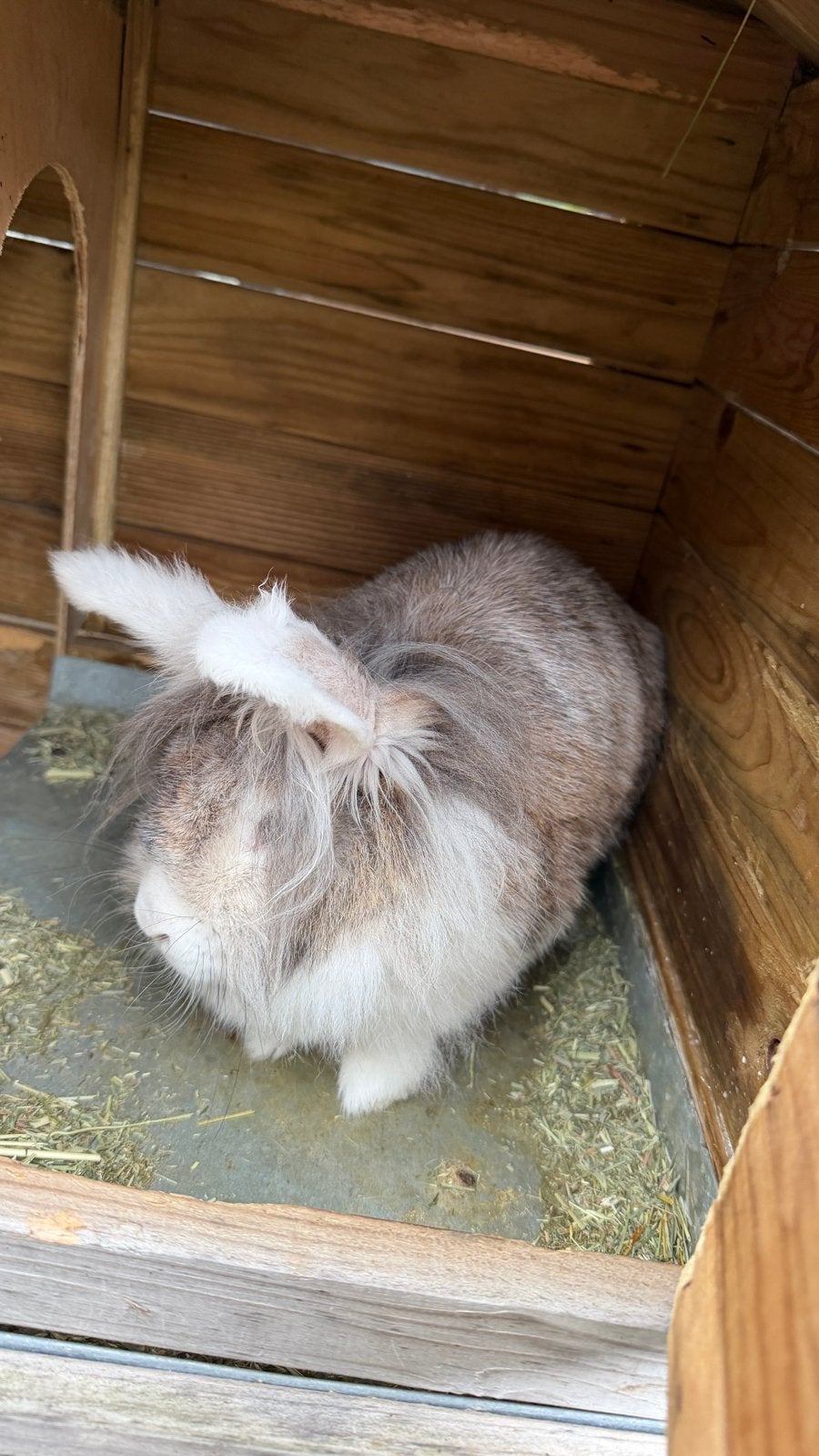 Konijnen en alle toebehoren, Meerdere dieren