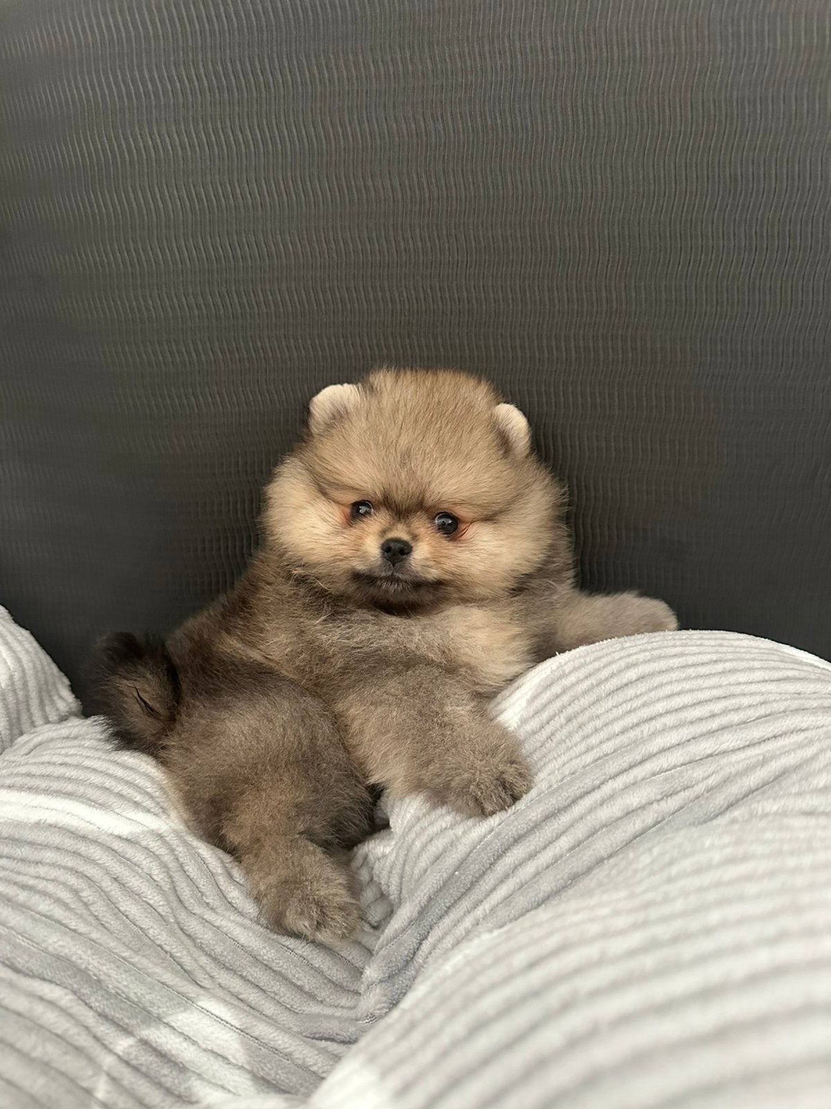 Exclusieve Pomeriaan pups, Dieren en Toebehoren, 8 tot 15 weken, Meerdere, Meerdere dieren, Nederland