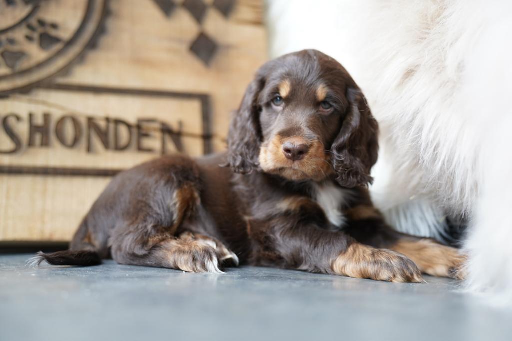 Cockapoo pups | Engelse Cocker Spaniel x Dwergpoedel, Dieren en Toebehoren, Parvo, Nederland, Overige rassen, 8 tot 15 weken