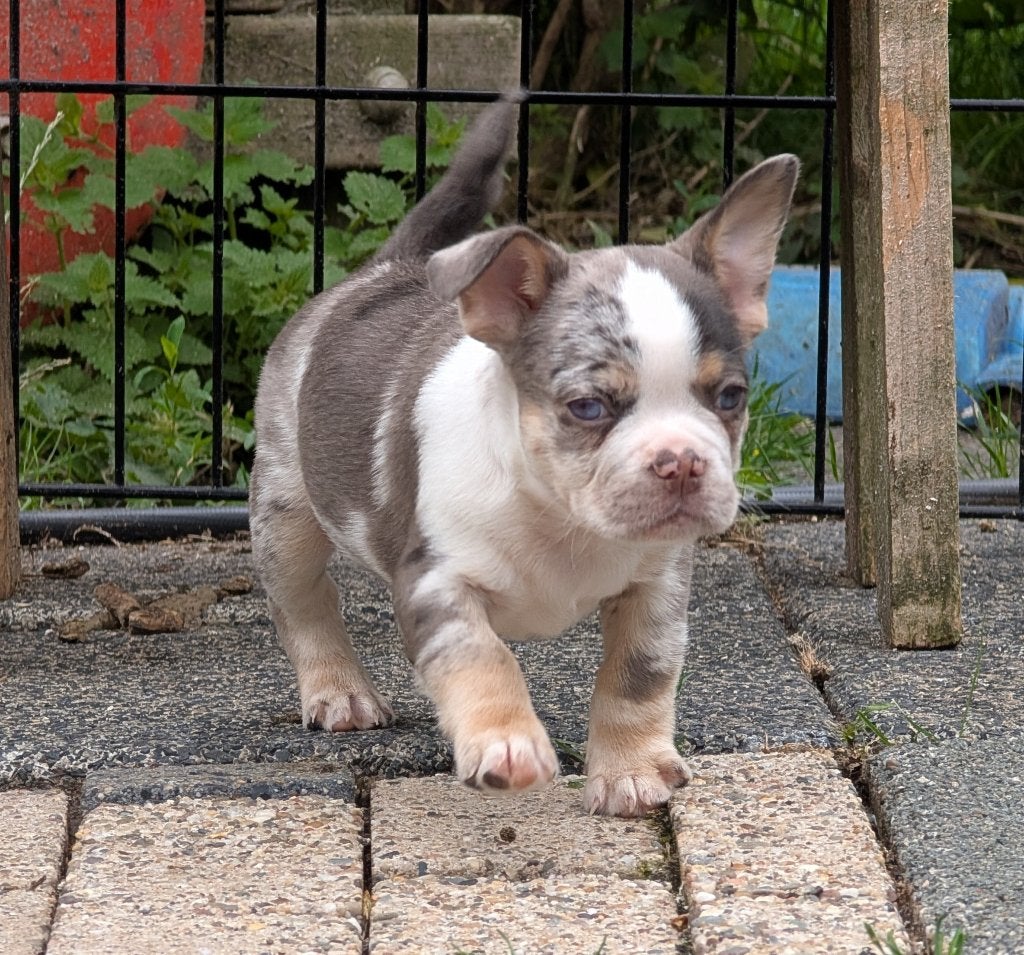 nieuwe franse bulldog reutje, Dieren en Toebehoren, Parvo, Reu, 8 tot 15 weken, Bulldog