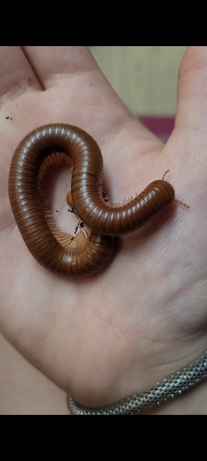 spirostreptus sp. green fairy baby's, Overige soorten