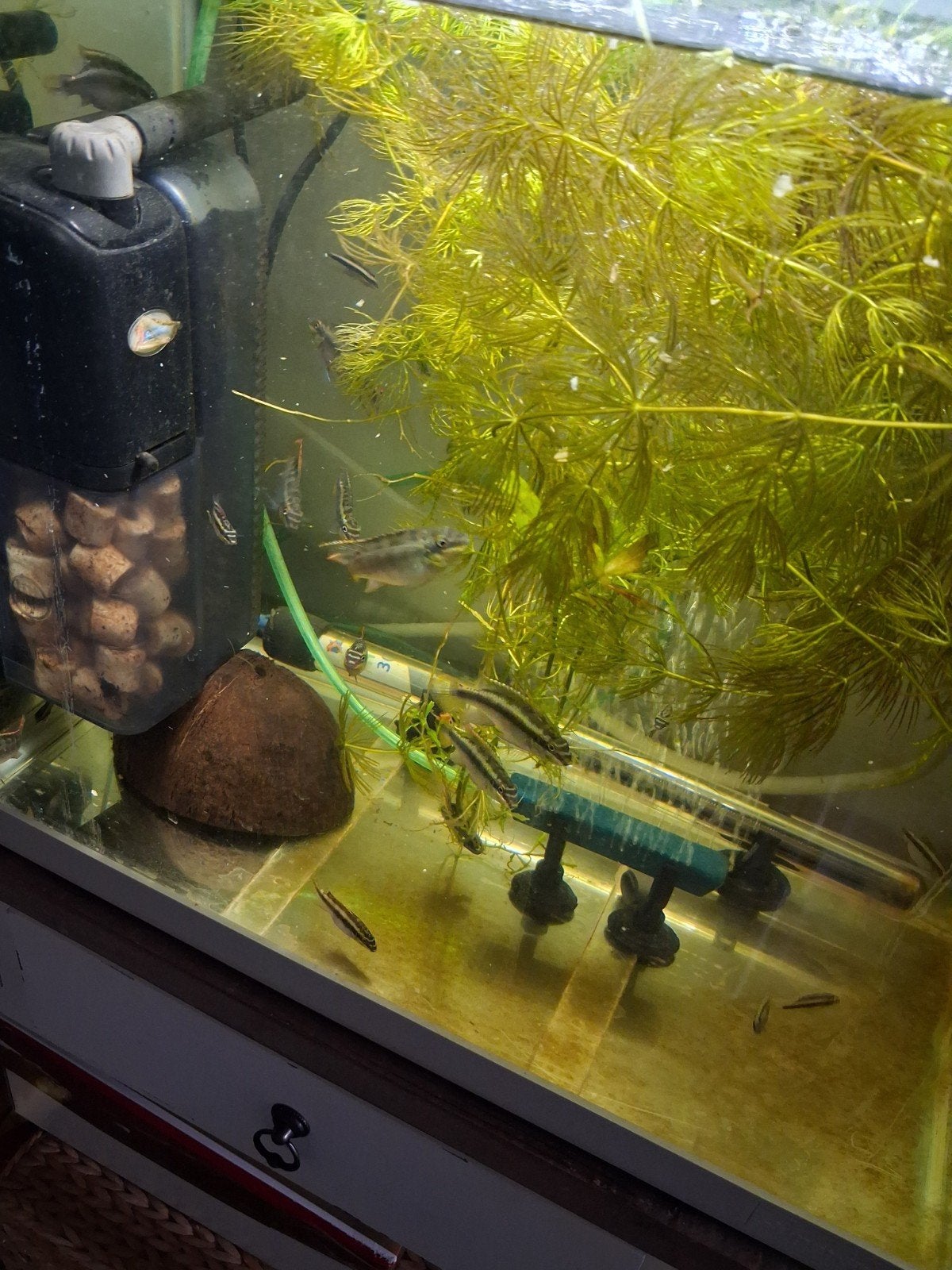 kersenbuik koppeltjes, Vis, Zoetwatervis, Schoolvis