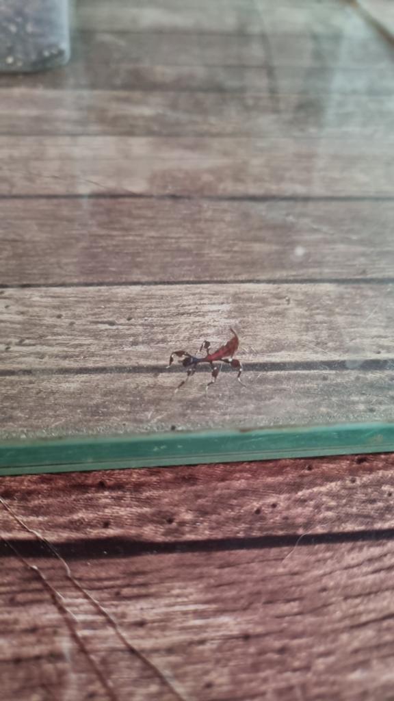 Nimf wandelend blad te koop jong insect, Dieren en Toebehoren, Insecten en Spinnen, Wandelende tak