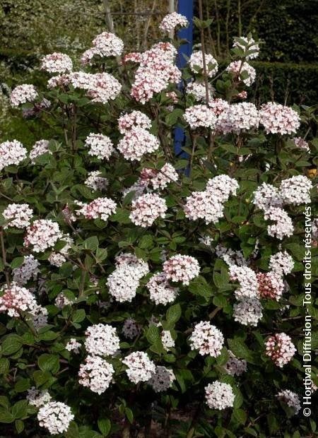 Sneeuwbal Viburnum carlesii 'Aurora', Overige soorten, Vaste plant, Ophalen of Verzenden, Halfschaduw