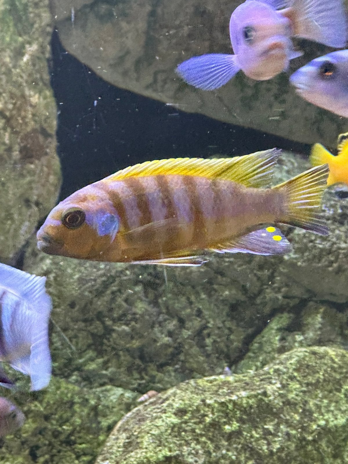 Metriaclima long pelvic kweek trio., Vis