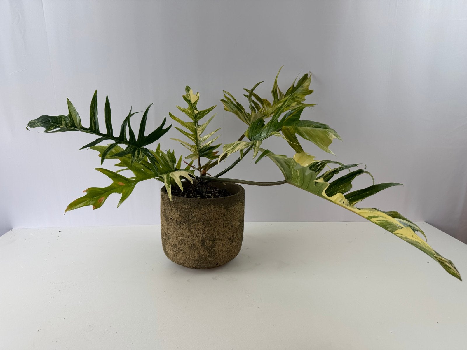 Philodendron Florida Beauty x Tortum p15, Huis en Inrichting, Kamerplanten, Overige soorten, In pot, Minder dan 100 cm, Groene kamerplant