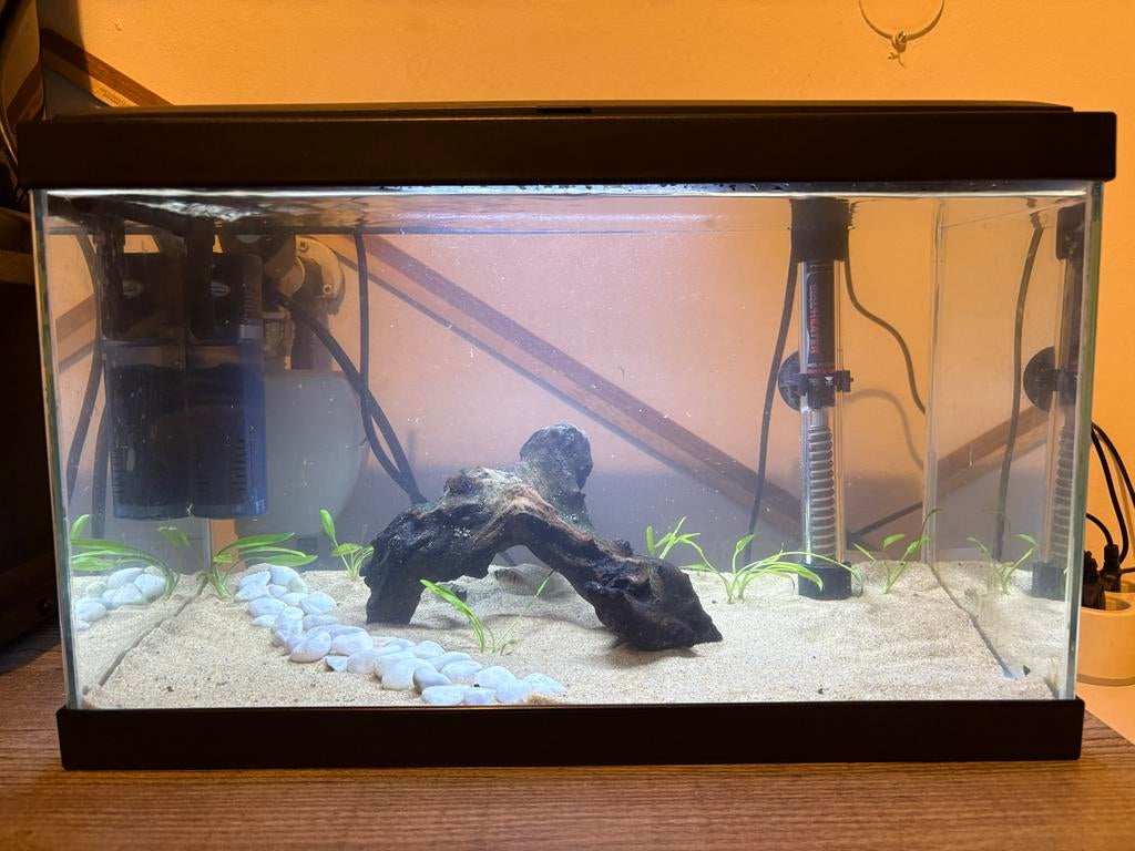 Aquarium met 2 jonge blauwe acaras, Dieren en Toebehoren, Vissen | Aquariumvissen, Vis