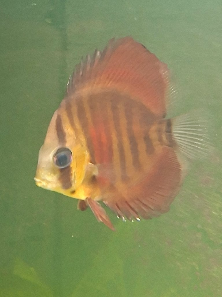 Te koop discusvis, Dieren en Toebehoren, Vis, Zoetwatervis
