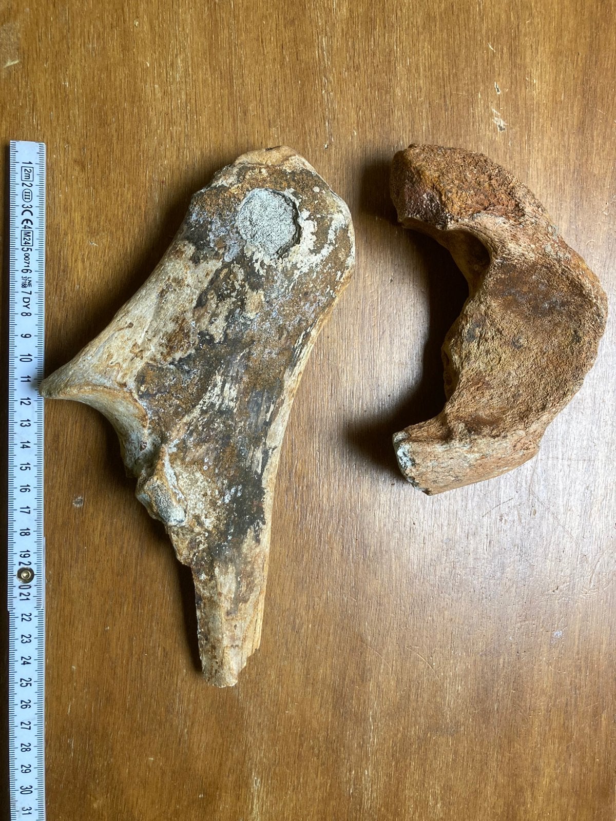 Botten mammoet, Verzamelen, Ophalen of Verzenden