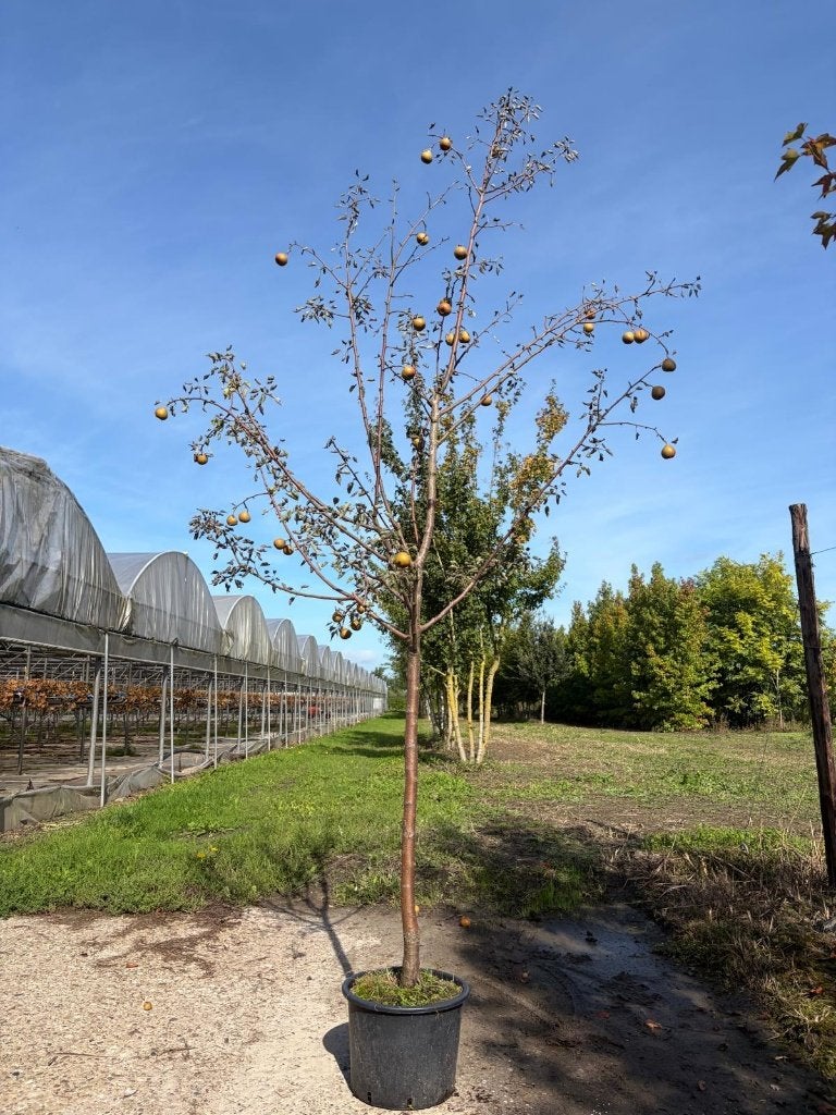 stoofpeer Gieser Wildeman  outlet, Overige soorten, Lente, 100 tot 250 cm, Ophalen