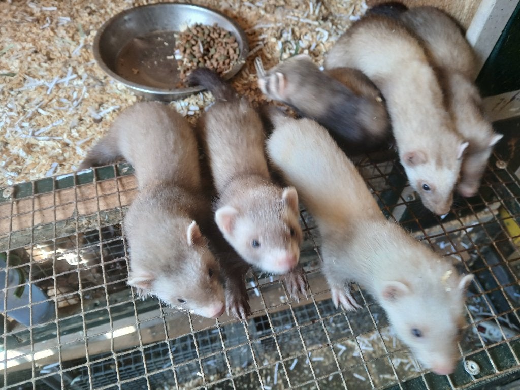 jonge fretten, Dieren en Toebehoren, Juni, Meerdere dieren