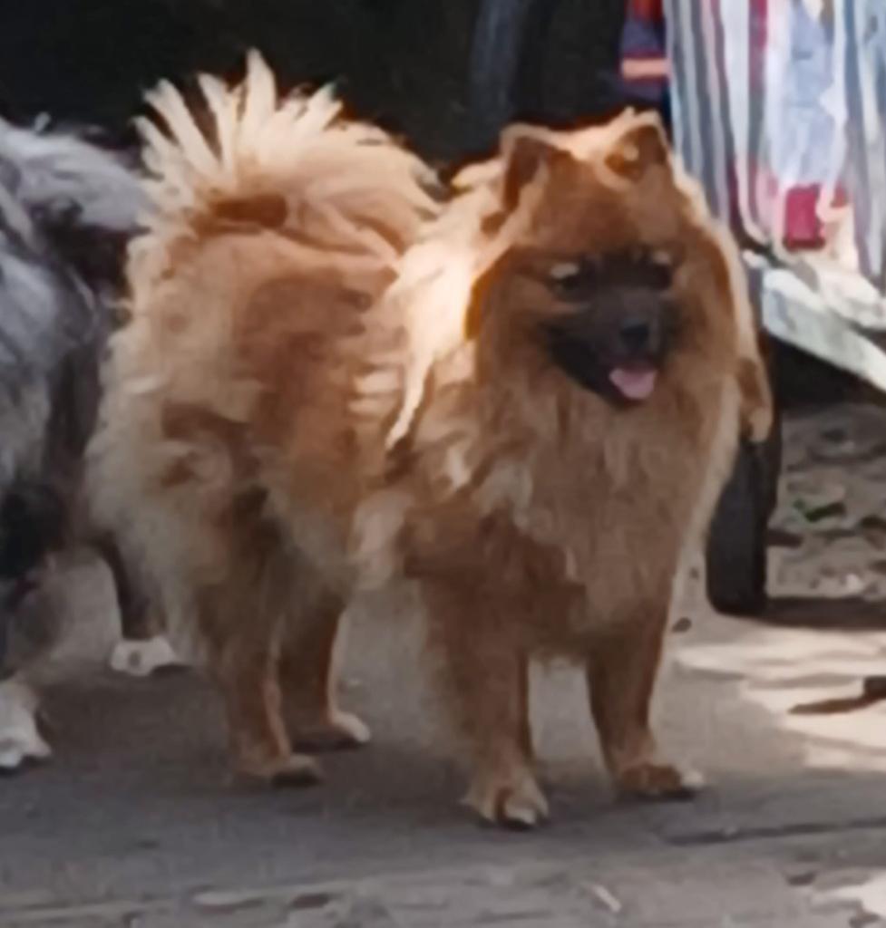Lief klein keeshondje zoekt goudenmand., Dieren en Toebehoren, Honden | Niet-rashonden, België, Particulier, Teef, Parvo