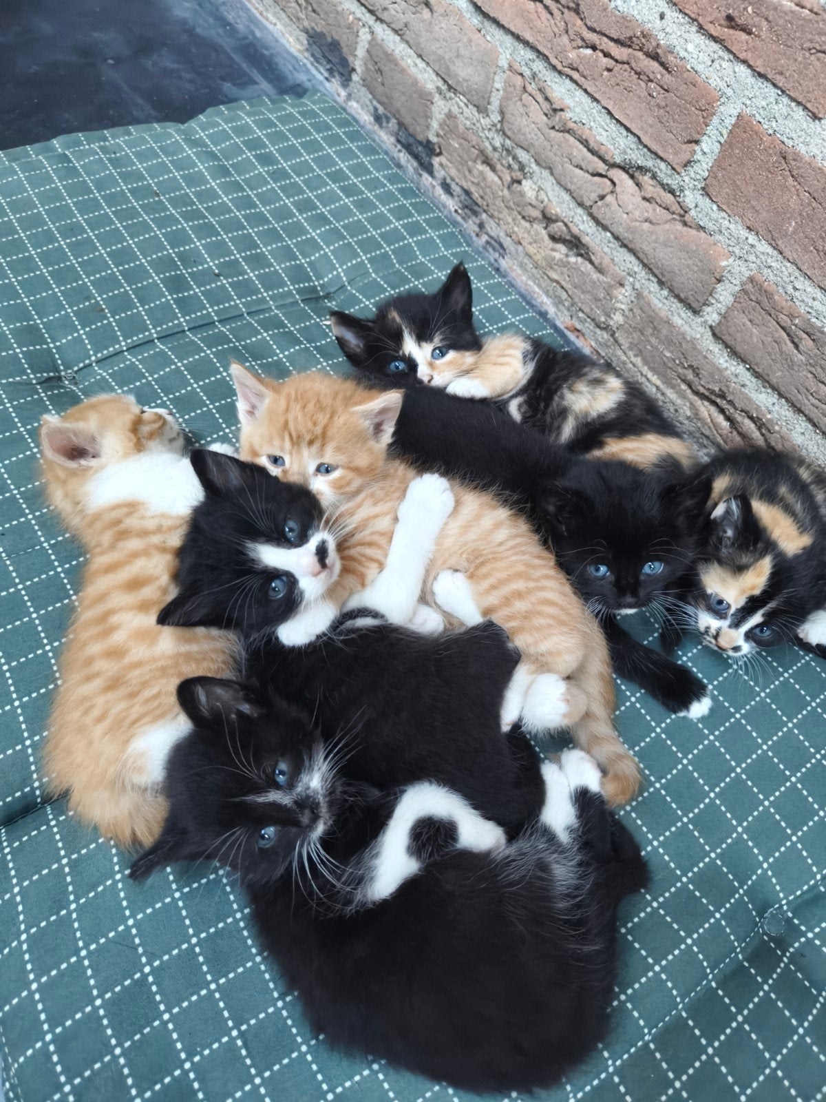 super tamme kittens, Dieren en Toebehoren, Meerdere dieren