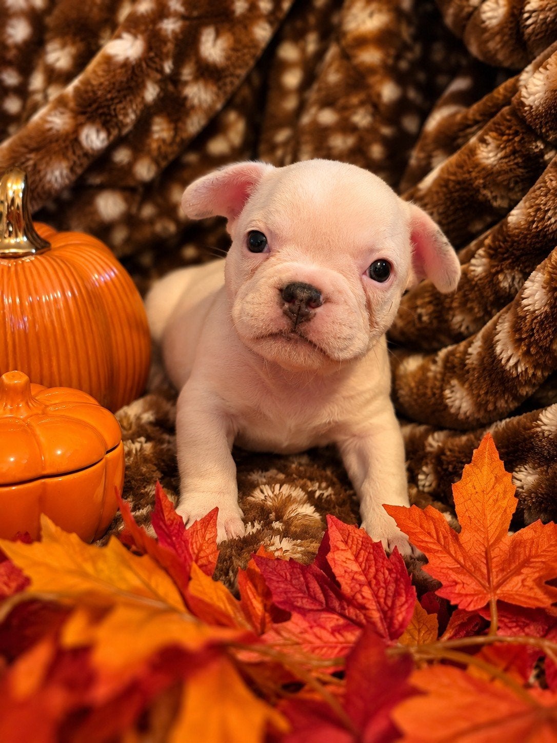 Franse Bulldog Pup reu, Dieren en Toebehoren, 8 tot 15 weken, Bulldog, Meerdere dieren, Eén hond